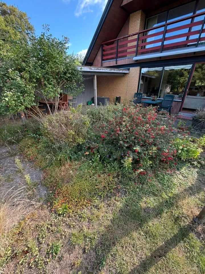 Tilgroet bed langs husmur inden rydning